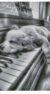 Chimera - Fluffy Pianist