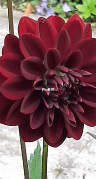 Dalia rouge velour