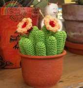 Speckerna - Echinopsis cactus