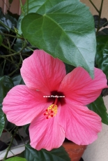 Hibiscus flower