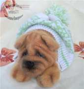 Svetlana2211 - Svetlana Komarova - Светланa Комаровa - Shar Pei - Russian