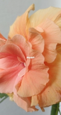 Double Peach Hibiscus
