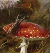 Golden Kite GK 2176 - Stag Beetle and a Toadstool