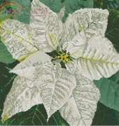 Poinsettia Pillow by Donna Vermillion Giampa from Just Cross Stitch December 2014 XSD