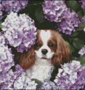 AMC63 - Among Hydrangeas