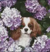 AMC63 - Among Hydrangeas