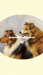 EstE 127 - Collie XSD