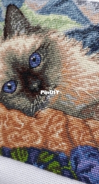 Котик
