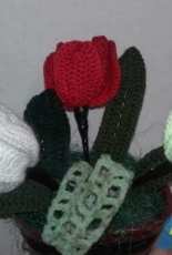 tulipan