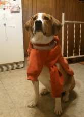 Our Dog Hobo