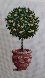 Lemon tree