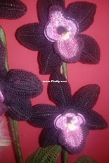 Black Orchid