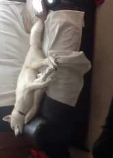 Caught