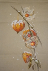 winter cherry