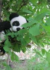 Panda Asya