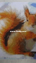 Red squirel