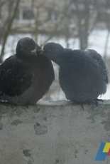 Love and dove