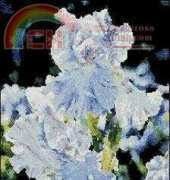 KK99107 Blue Iris