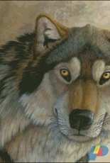 HAED HAESAS 126 Canis Dirus by Sandra SanTara