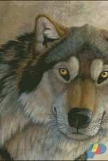HAED HAESAS 126 Canis Dirus by Sandra SanTara