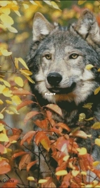 Wolf by Natalia Guba