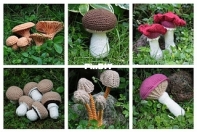 Carocreated Design - Carola Herbst - Mushrooms Vol. 1-6