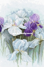 Luca-S B2367 Irises