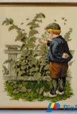 C. Cornelis. from 1907 Ot by Bush.