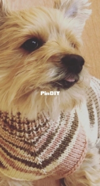 Step by Step Basic Dog Sweater by Yuko Nagakura-Free