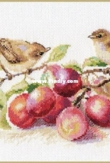 Alisa 5-17 Warblers and Plums XSD