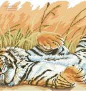 Tiger Siesta From Wonderful Moments 05-06-2007