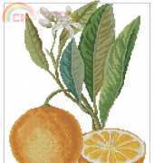 Citrus Aurantium Orange Study