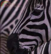 Golden Kite GK 555 - Zebra Head