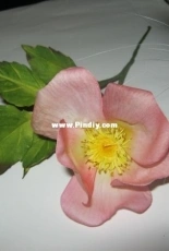Rosehip from foam