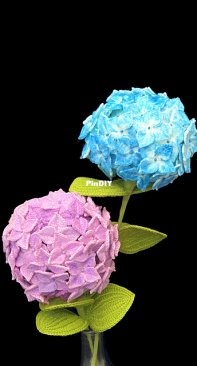 Natagor Finlayson - Hydrangea - English