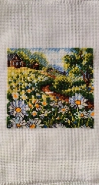 Field with daisies