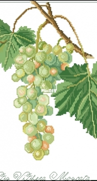 Il frutto del mese - Vitis Vitifera Moscata from ricAmare magazine 2006  XSD + PCS
