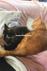 My 2 cat loves