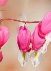 Bleeding hearts
