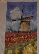My work - JC Tulip Fields
