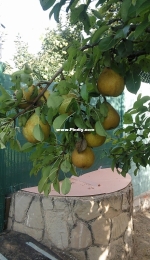 Pears