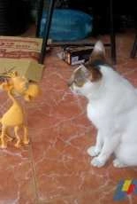 giraffe and cat