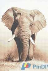 Classic Cross Stitch - R Symonds - 2016A - Tusker - free