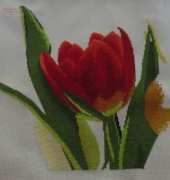 I like tulips