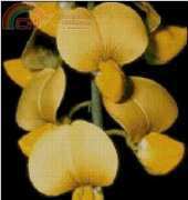 Golden Kite GK 289 - Orchid Sophora