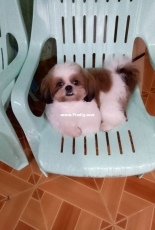 My pet- Hugo