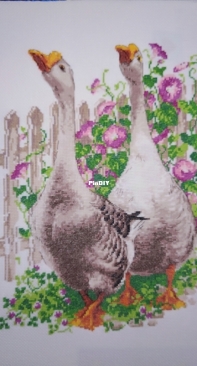 Geese