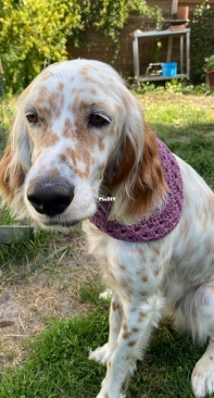 Dog bandana