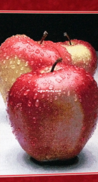 Apples by Nadejda Antonova XSD