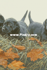 Art-goblen - The dogs PM4